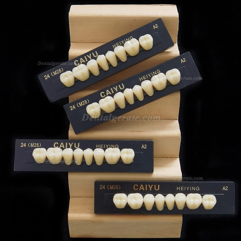Caiyu Heiying Zahnprothese aus synthetischem Acrylpolymerharz (obere/untere Backenz&auml;hne)